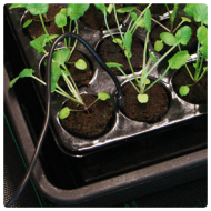 Termostat saltele încălzite - max.1000w - ROOT!T