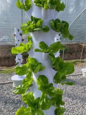 Turn aeroponic pe 9 niveluri pentru 36 de plante