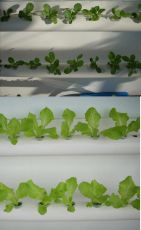 Sistem NFT formă A pentru 72 de plante, fără rezervor